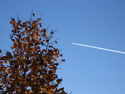 Lipa i avion iznad Prisoja